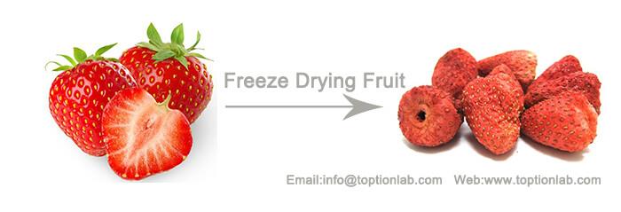 vacuum freeze drying strawberry.jpg vacuum freeze drying strawberry.jpg