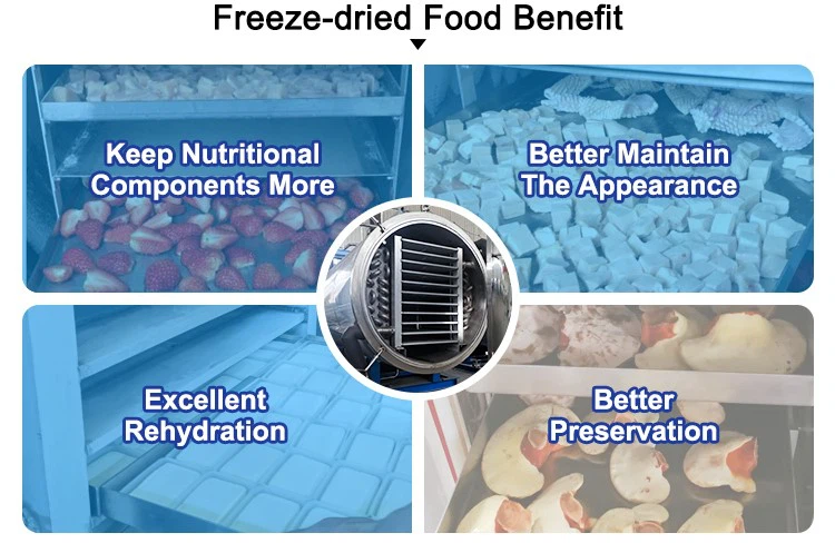 freeze dryer  freeze dryer